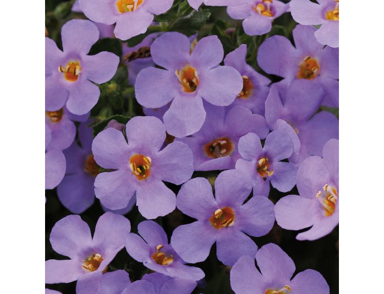 Starter Plant Bacopa Blue 9cm pot - image 1