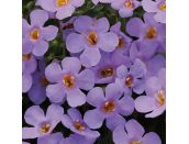 Starter Plant Bacopa Blue 9cm pot - image 1