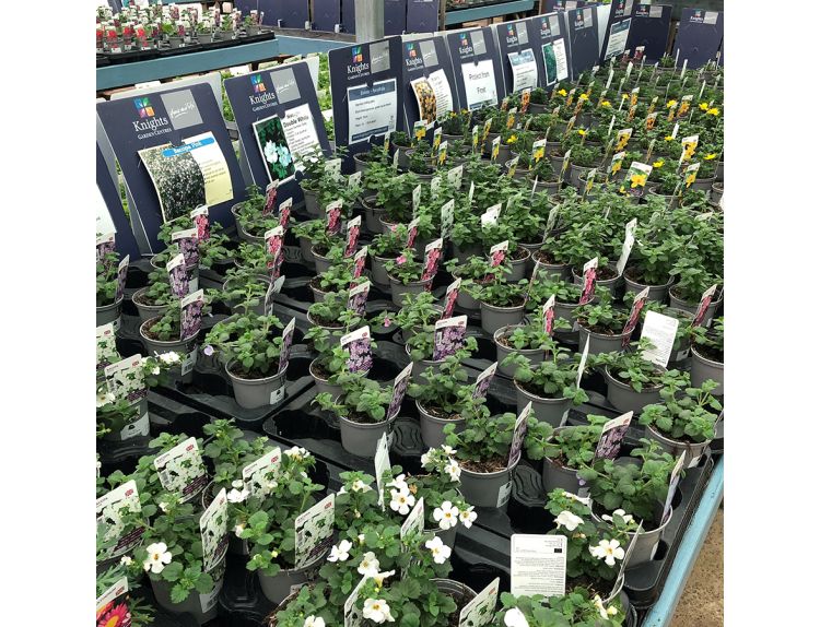 Starter Plant Bacopa Blue 9cm pot - image 2