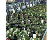 Starter Plant Bacopa Blue 9cm pot - image 2