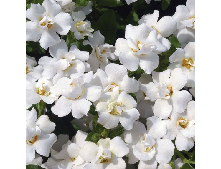 Starter Plant Bacopa Double White 9cm pot - image 1
