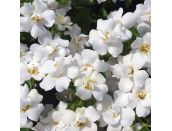 Starter Plant Bacopa Double White 9cm pot - image 1