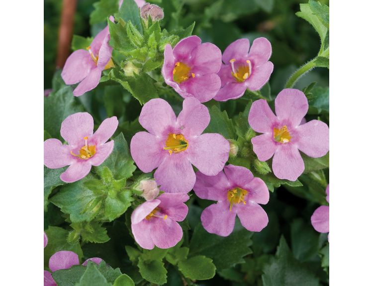 Starter Plant Bacopa Pink 9cm pot - image 1