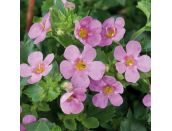 Starter Plant Bacopa Pink 9cm pot - image 1