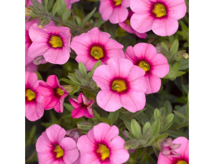 Starter Plant Calibrachoa Pink with Eye 9cm pot - image 1