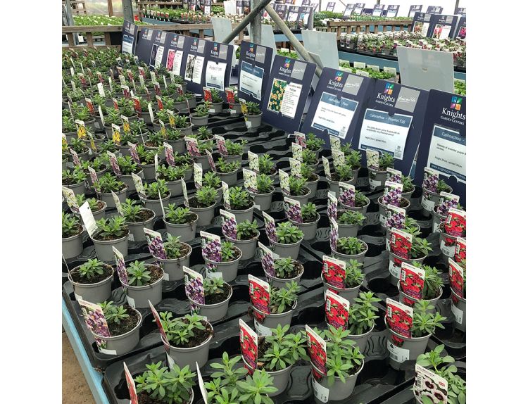 Starter Plant Calibrachoa Pink with Eye 9cm pot - image 2