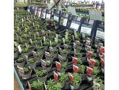 Starter Plant Calibrachoa Pink with Eye 9cm pot - image 2