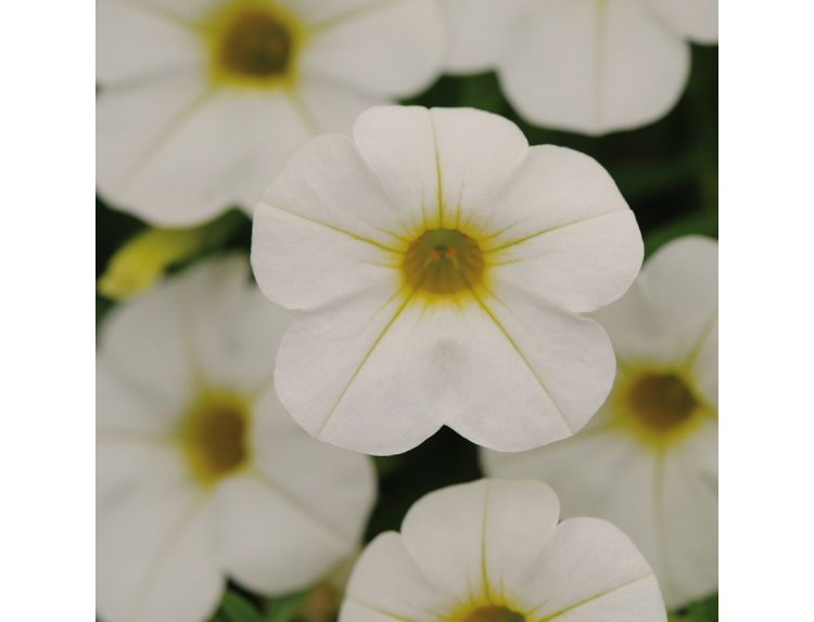 Starter Plant Calibrachoa White 9cm pot - image 1