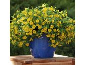 Starter Plant Calibrachoa Yellow 9cm pot - image 1