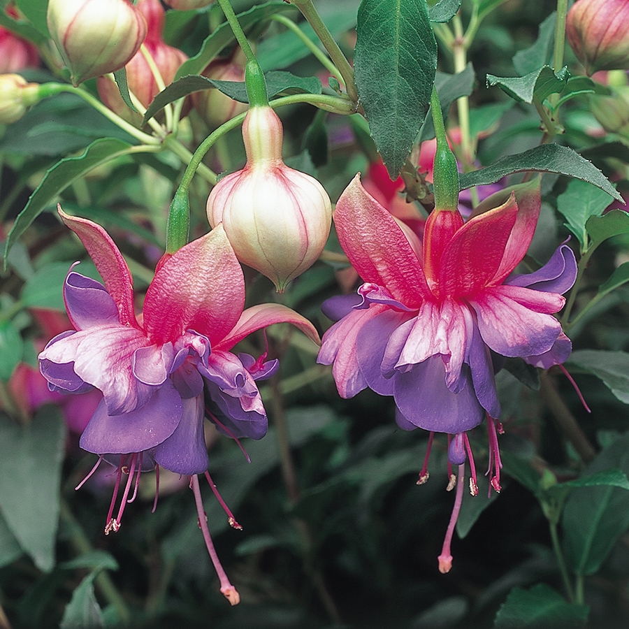 Starter Plant Fuchsia Bush Winston Churchill 9cm pot Knights Garden