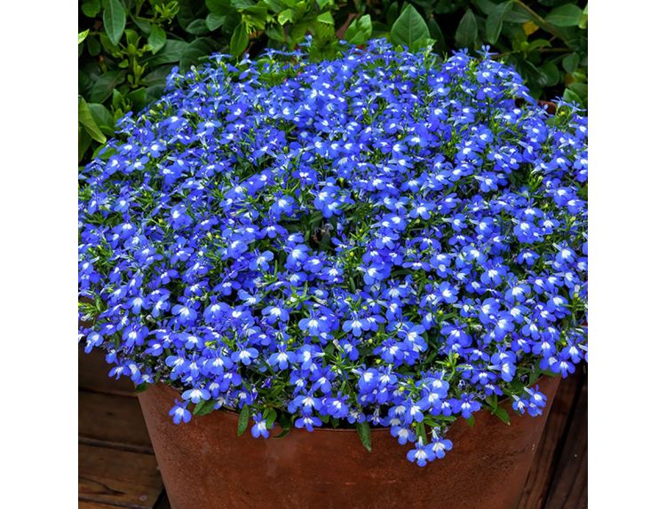 Starter Plant Lobelia Techno Upright blue 9cm pot