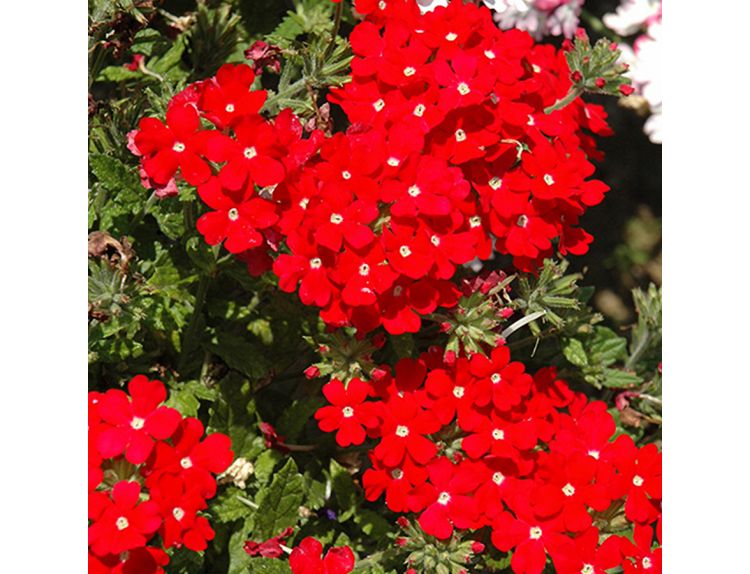 Starter Plant Verbena Lanai Red 9cm pot