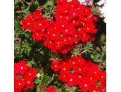 Starter Plant Verbena Lanai Red 9cm pot