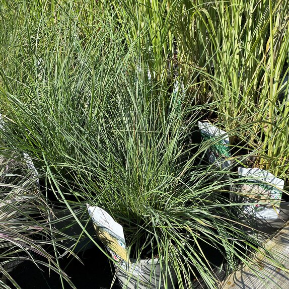 Stipa gigantea