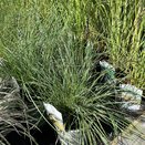 Stipa gigantea