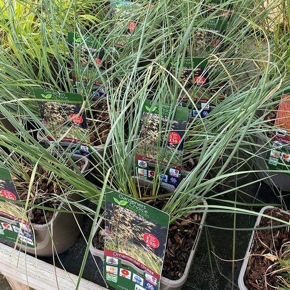 Stipa gigantea