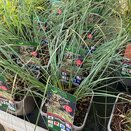 Stipa gigantea