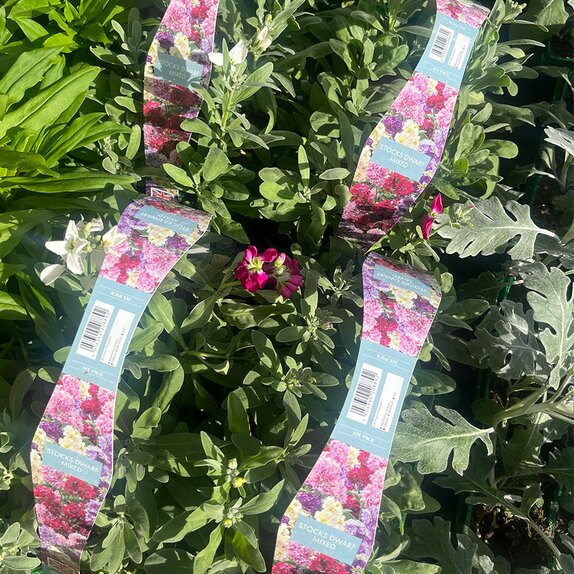 Stocks Dwarf Mixed 6pk