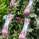 Stocks Dwarf Mixed 6pk