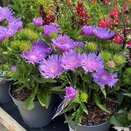 Stokesia lae. Mega Mels