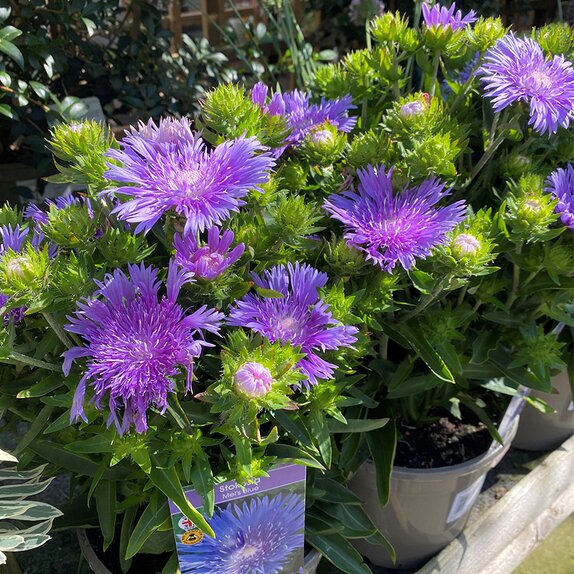 Stokesia Mel's Blue