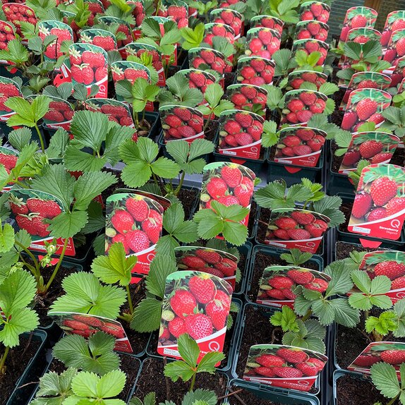Strawberry Cambridge Favourite