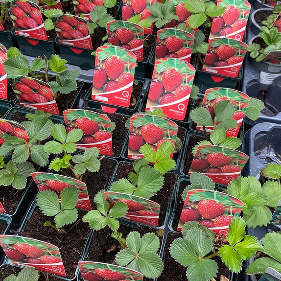 Strawberry Elegance