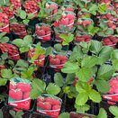 Strawberry Korona