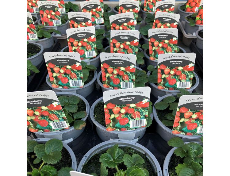 Strawberry Montana Large White Flowers 10.5cm pot