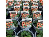 Strawberry Montana Large White Flowers 10.5cm pot