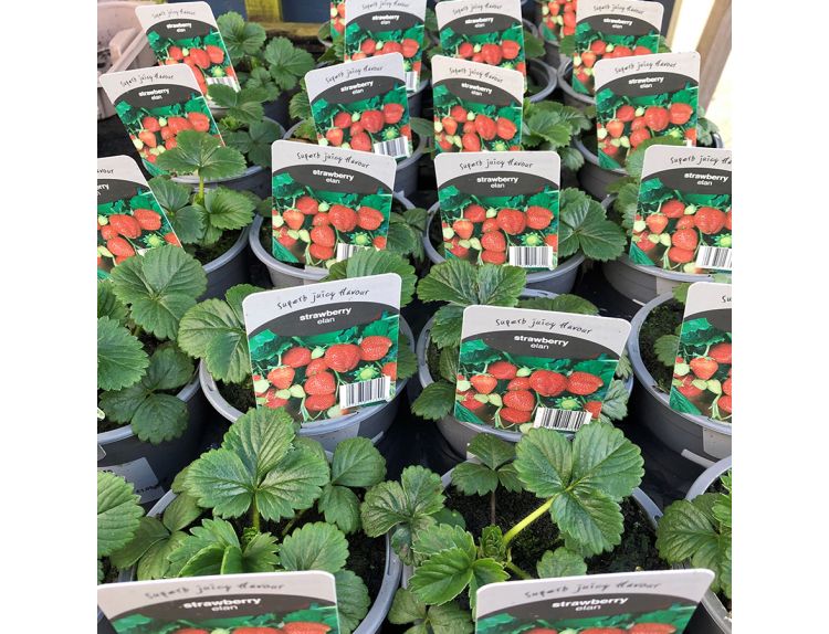 Strawberry Plant Elan White Flowered Basket Type 10.5cm pot
