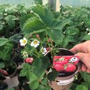 Strawberry Plant Elegance