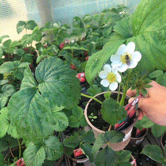 Strawberry Plant Florence