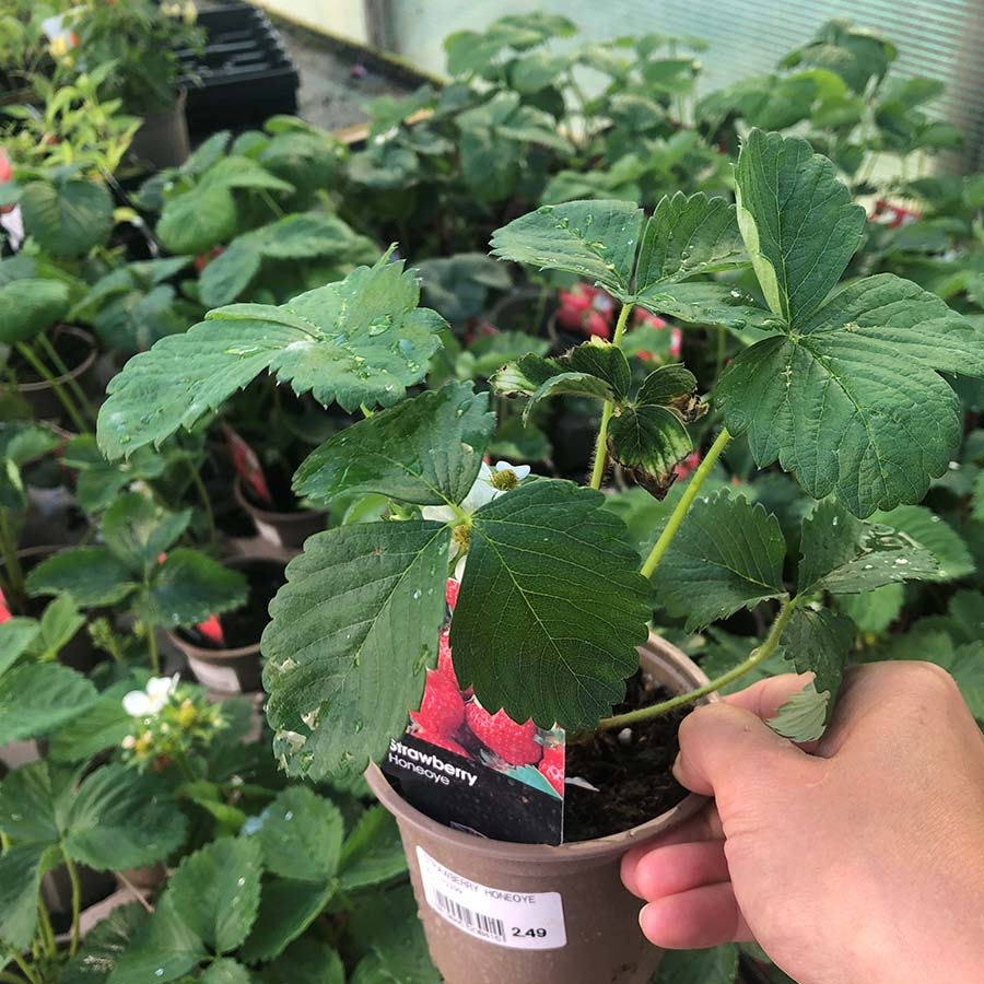 Strawberry Plant Honeoye Knights Garden Centres