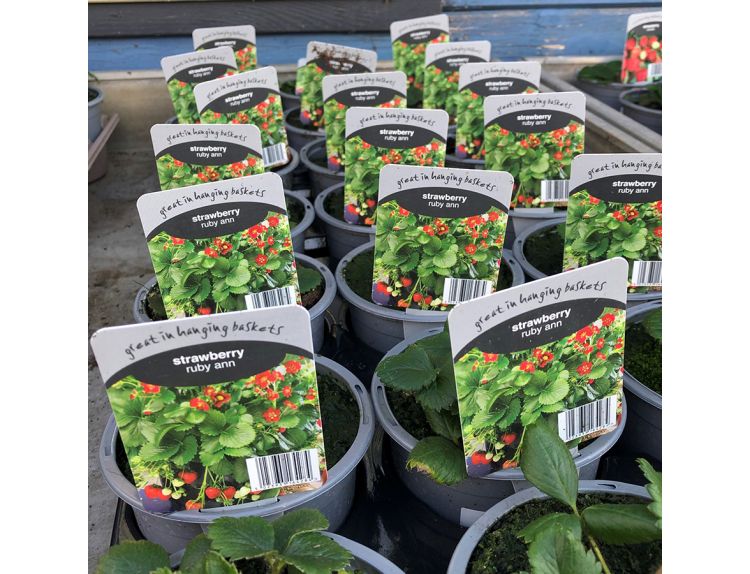 Strawberry Ruby Ann Red Flowered Basket Type 10.5cm pot