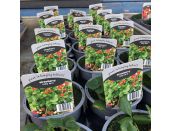Strawberry Ruby Ann Red Flowered Basket Type 10.5cm pot