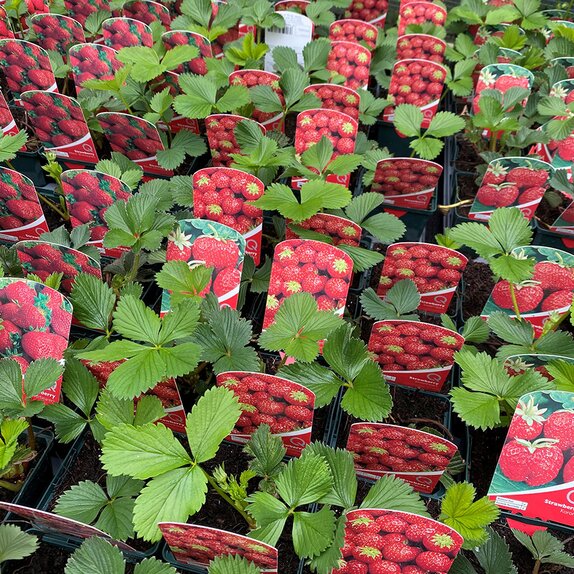 Strawberry Sweetheart