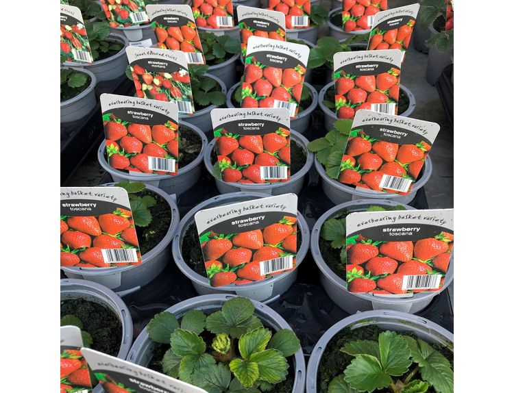 Strawberry Toscana Deep Rose Flowered 10.5cm pot