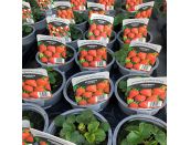 Strawberry Toscana Deep Rose Flowered 10.5cm pot