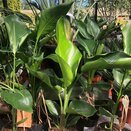 Strelitzia nicolai - image 1