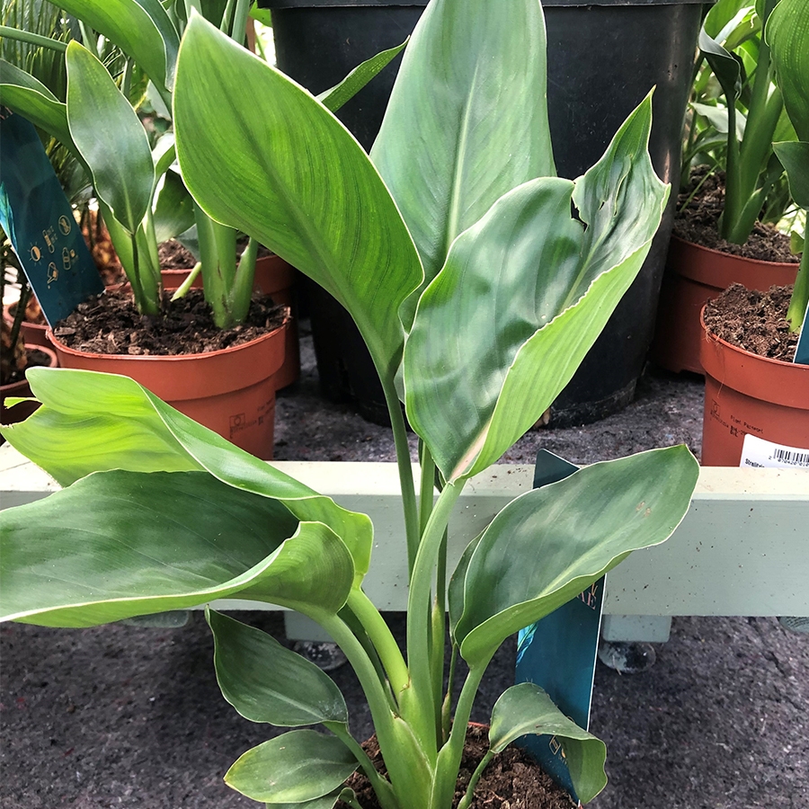 Strelitzia reg. without artificial flower Knights Garden Centres