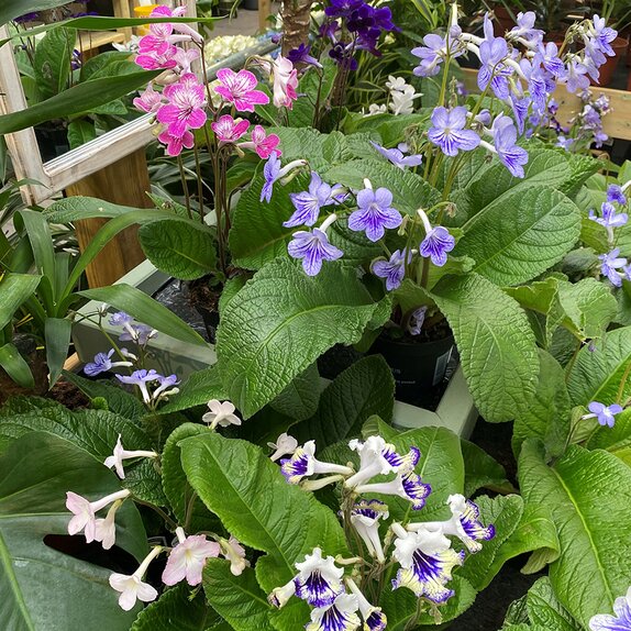 Streptocarpus large