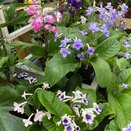 Streptocarpus large