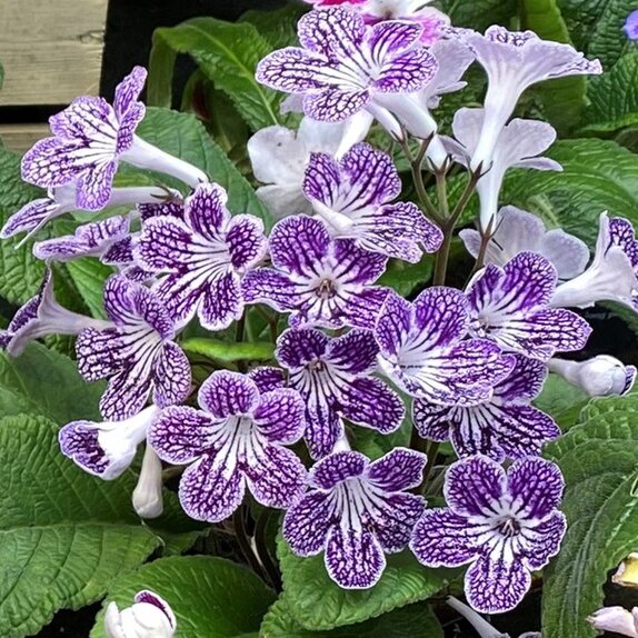 Streptocarpus Polka-Dot Purple