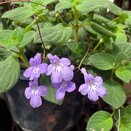 Streptocarpus saxorum - image 1