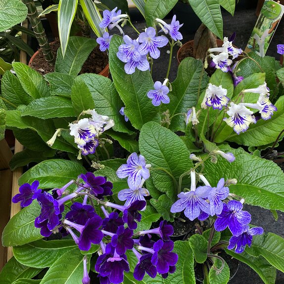 Streptocarpus small