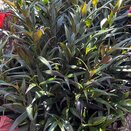 Strobilanthes anisophyllus 'Brunetthy'