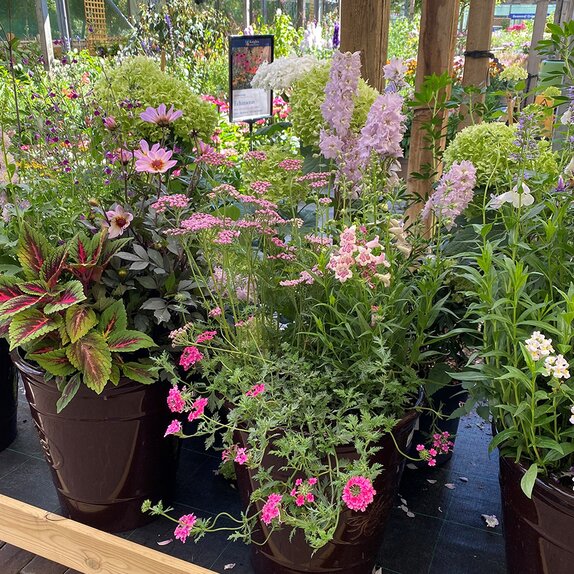 Summer Container 1 - image 3