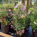 Summer Container 1 - image 3