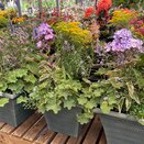 Summer Container 2